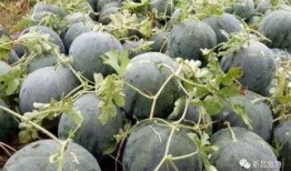 新昌吃瓜最新事件爆料视频,揭秘幕后真相，视频爆料引发热议